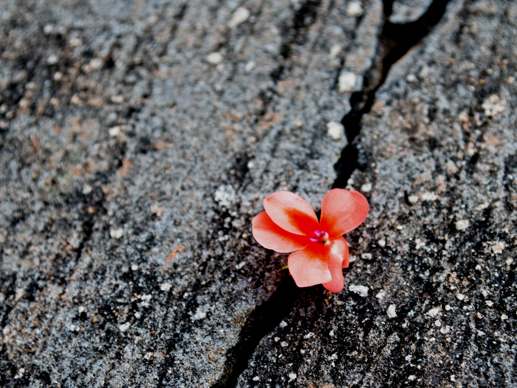 flower-crack-wood